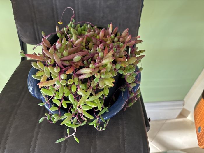 indoor plant