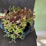 indoor plant Image 3