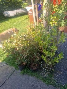 shrubs. Bay leaves