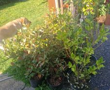 shrubs. Bay leaves