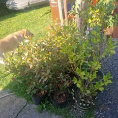 shrubs. Bay leaves