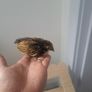 3 gold sebright chicks Image 2