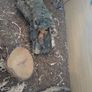 geko Image 4