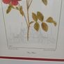 Beautiful Botanical Framed Print Image 5