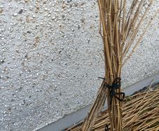 Free bamboo cane cuttings