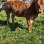Claddagh McCabe heifer Image 2