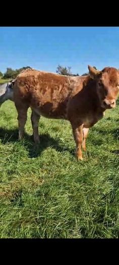 Claddagh McCabe heifer