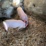 Pigs, weiner pigs Image 3