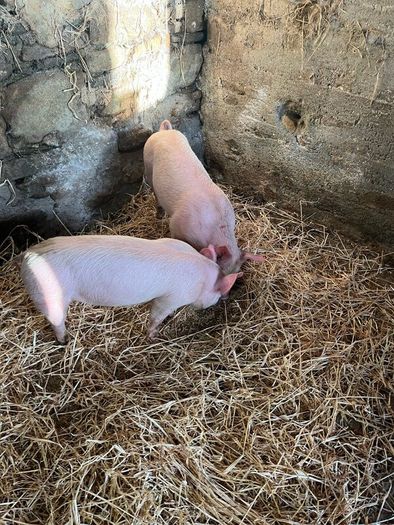 Pigs, weiner pigs