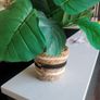 Faux Plant Image 3