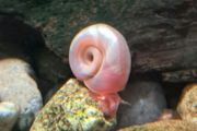 aquarium ramshorn snails (freshwater)