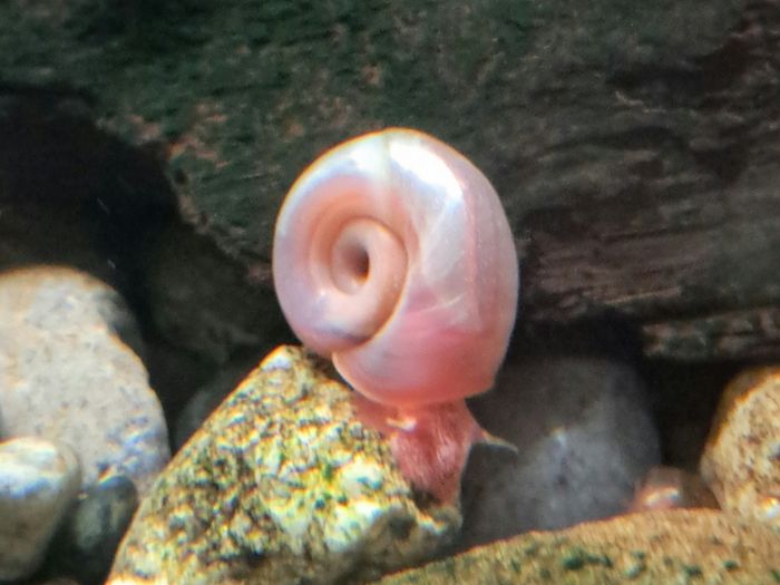 aquarium ramshorn snails (fresh water)