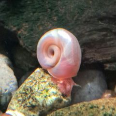 aquarium ramshorn snails (fresh water)