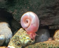 ramshorn snails