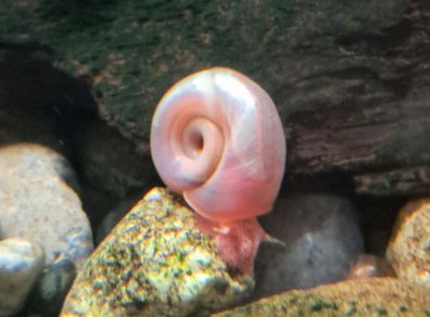 ramshorn snails