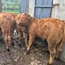 10 Limousine heifers Image 6