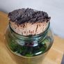 glass terrarium containing philodendron Pink Princess Image 6