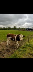 Simmental bull