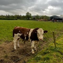 Simmental bull