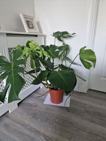 indoor plant