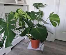 indoor plant