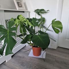 indoor plant