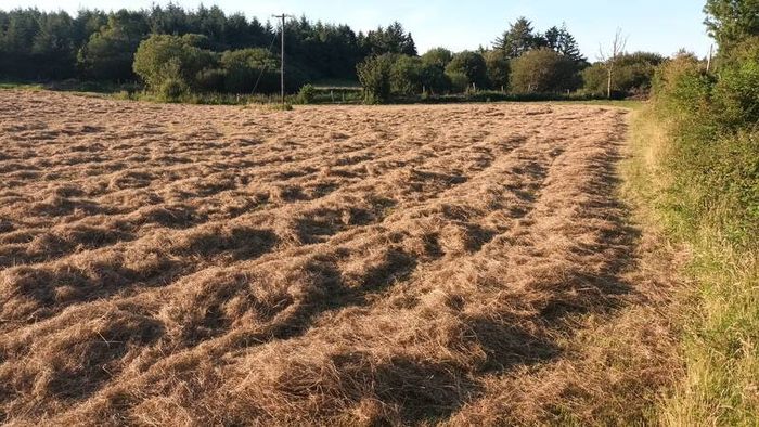 Round Hay Bales