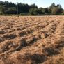 Round Hay Bales Image 7