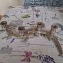 Solid 4 piece Candleabra/Holder Image 2