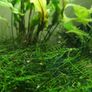 Aquarium moss and plants XXL portions Image 9