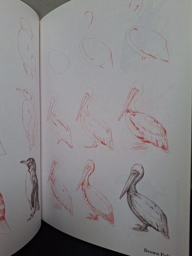 SALE! Set of 4 DRAW 50 drawing books: Dinosaurs, Flowers, Animals and Endangered Animals