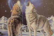 Anthony Miles. Even Wolves Dream.