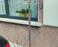 Prunus Subhirtella Autumnalis rosea(winter flower cherry)