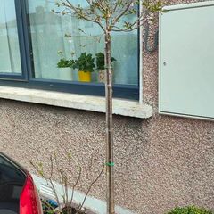 Prunus Subhirtella Autumnalis rosea(winter flower cherry)