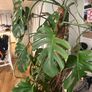 Monstera plant Image 4