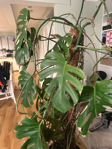 Monstera plant