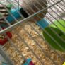 Hamster cage Image 2