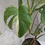 Monstera Albo Variegated - house plant - indoor plant Image 3