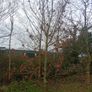 Mature Trees Image 6