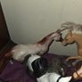 Toy Horse Collection Image 10