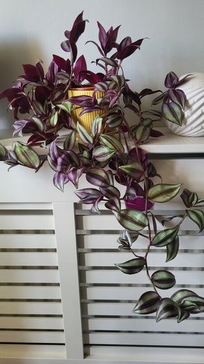 Trailing plants. Mature and young.