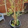 tree in a pot Image 5