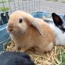 Rabbit Image 9