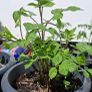 Single flowering dahlias Image 4