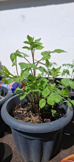 Single flowering dahlias
