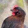 hatching eggs Image 2