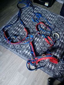 shetland pony harness