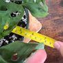 Monstera adensonii/ Swiss cheese plant house plant Image 3