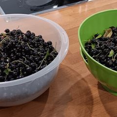 Fresh blackcurrants price is per kilo