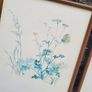 Vintage set of four botanical watercolour prints in oak frames Image 5